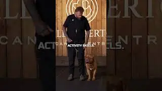 Why You Should Get A Dogue de Bordeaux