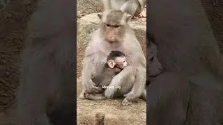Daily update of monkey Rose and her newborn baby monkey