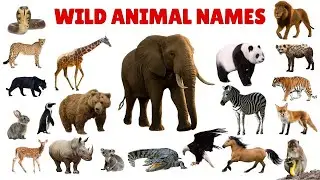 Wild Animals for Kids | Learn Wild Animal Names in English with Sounds