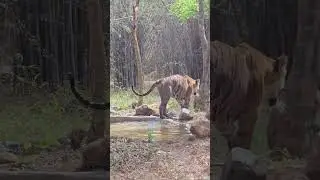 Encounter with a Tiger 🐅 | Calm Safari Moment #bigcat #tiger#bath #jeep #safari