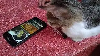 high tech cats