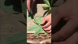 WILL A STONE KNIFE ACTUALLY WORK?