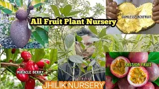 Silvia volcano cherry / Rio Gande Cherry / 7 variety cherry plant / JHILIK nursery / jsn nursery