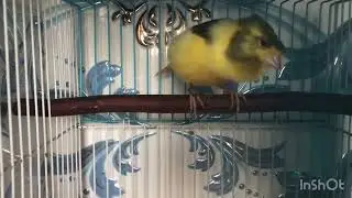 كناري يغرد بصوت حسنية