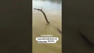 shiv tandav stotram #youtubeshorts #snakes #shortsfeed #snakesfacts #snakevideo #trending