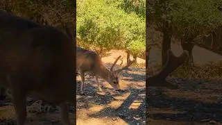 ✨Have you seen a deer up close?✨ #deer #Buck #nature #animals #travel #wildlife #adventure #explore