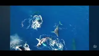 TROPICAL TRAVEL 🧳🧳#youtube video #viral @Anindya's recreation zone 