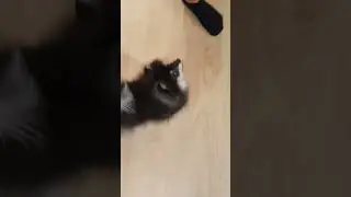 Try to catch up with this little dog