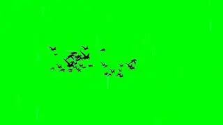 Birds flying green screen | 4k green screen effect | #green screen | Adobe Photoshop | Adobe primer