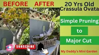 EP#268 20 Yrs Old Crassula Ovata Bonsai/Instead of Simple Pruning,I dacided to Major Cut #trending