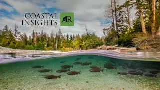 Coastal Insights 2: Episode 3 - Salmon as a Foundation Species