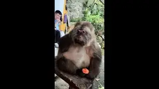 One of Xingxing's arms can only be used to eat with one hand now. #mo...