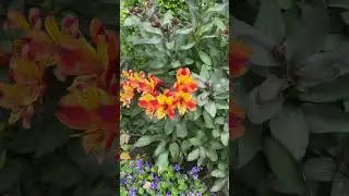 Необычно видеть их на клумбе