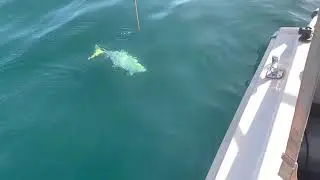 Kingfish at Botany Bay