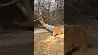 The best logging action scenes of the week. No Music and no narration