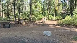 Crane Flat Campground Site 423, Yosemite NP