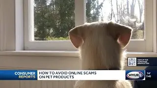 How to avoid online scams on pet products