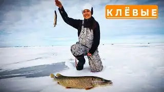 КУРГАЛЬЖИНО: три дня в заповеднике.
