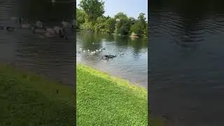 Patos silvestres