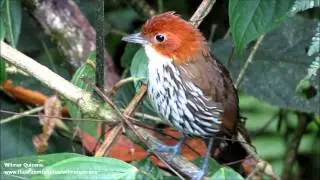 Grallaria ruficapilla (video #2)