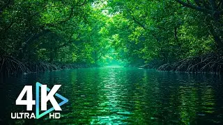 4K UHD Cinematic Nature Film | Nature's Masterpiece : Piano Music for Sleep & Focus 🌿