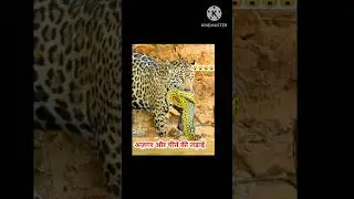 leopard and python snake fight/viral/shorts/YouTube video