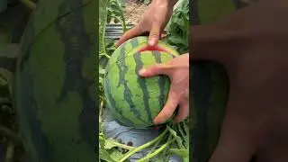 Watermelon growing technology - Watermelon cutting skills. #satisfying #farming #shorts