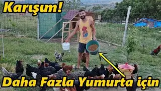 Tavuklara Karışım Yaptım!-/Sizin Yorumlarınızdan🙂🙏#Tavuk#Horoz#civciv#yumurta