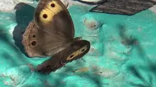 Common Wood-Nymph Butterfly