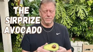 Sirprize Avocado Harvest and Taste Test - Just in Time for Super Bowl Guacamole!