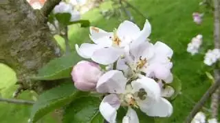 Apple tree - Malus domestica - Flowers -  Eplatr&eacute; -  Epla bl&oacute;m -  Aldintr&eacute; - Gar&eth;tr&eacute; - Gar&eth;yrkja