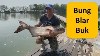 Bung-Blar-Buk บึงปลาบึกฟิชชิ่งปาร์ค Ayutthaya Mekong and carp. Fishing in Thailand Bangkok.
