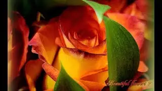 Beautiful Flowers 7