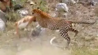 Leopard Catches Impala Mid-Air!