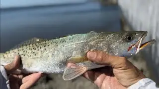 Fall Grind EP. 8 &ldquo;The Spotted Sea Trout&rdquo; Everglades City, FL