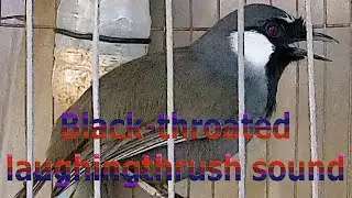 Black-throated laughingthrush sound 12