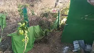 Sahid baba dargah ki bagiya ✨