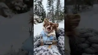 Small Dog VS Snow (🫣DRAMA❄️)