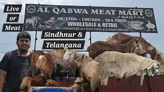 Al Qaswa Meat Mart Hyderabad | live or meat available pure Telangana potla sindhnur & ongole sheep's