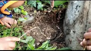 Backyard ecosystem