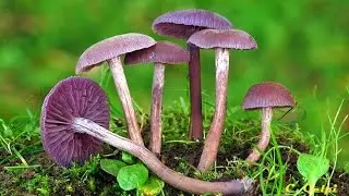 SETAS MORADAS | LACCARIA AMATHYSTINA | EL CLUB DE LA MICOLOG&Iacute;A