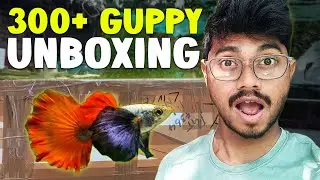 Today 2 Box Guppy Fish Unboxing