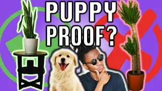 HOW To PUPPY PROOF Your APARTMENT!