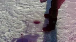 Keeper Walleye