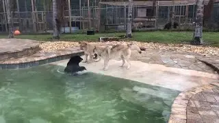 Wolf, Lion and Bear Play Together in Pool || ViralHog