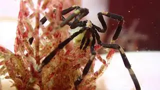 I Sea tiny Spiders   by Sue Liu