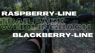 MTB | Wienerwald Trails | Trailpark Weidlingbach | RASPBERRY-LINE / BLACKBERRY-LINE | Juli 2024