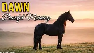 Le Friesian &ndash; Relaxing in the Peaceful Dawn Morning  Calm Friesian Horse & Countryside Sounds