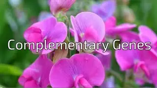 Complementary Genes # 9:7 ratio#genetics