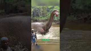 Dinosaurs Found in the Congo? #unsolvedmysteries #dinosaur #legend